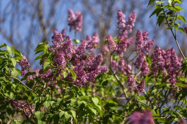 Bahar çiçekleri, bahar çiçekleri.