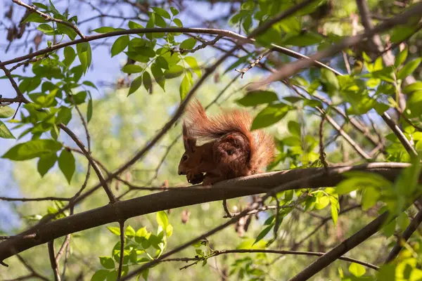 Bir çam ormanında sincap oturuyor.