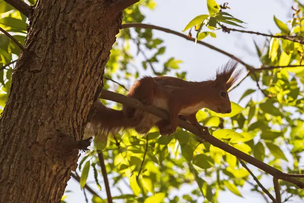 Ormanda bir kırmızı sincap. yüksek kaliteli fotoğraf