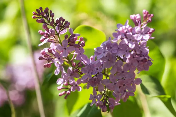 Bahçede çiçek açan leylak