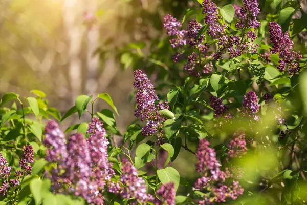 Bahar bahçesinin dallarında leylak çiçekleri
