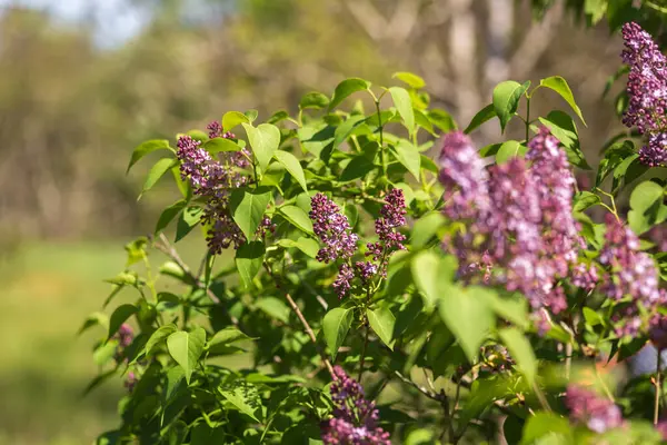 ilkbaharda çiçek açan leylak.