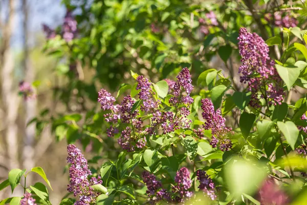 Bahar bahçesinde çiçek açan leylak.