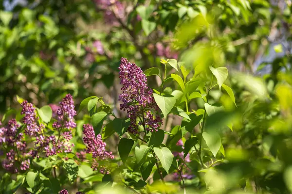 yeşil zemin üzerine Eflatun çiçekler çok güzel