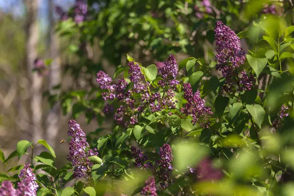 Bahçede çiçek açan leylak çiçekleri, yakın plan. seçici odak.