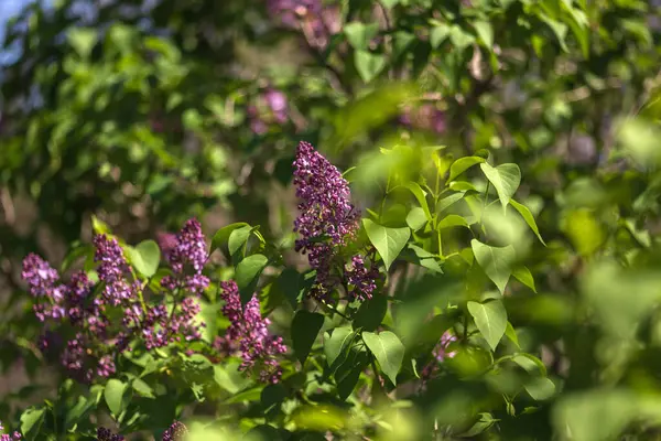 mor leylak çiçekleri. yeşil dalların arka planı. Güneş parlıyor. Bahçedeki leylak.