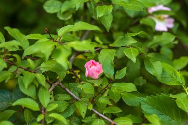 Bahçedeki pembe gül
