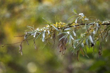 Bahçedeki söğüt ağacı