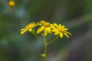 Güzel bir sarı çiçek resmi.