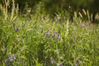 Güzel yaz yatay, kır çiçekleri