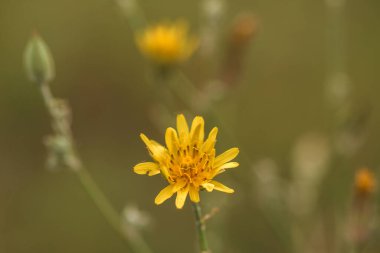 Bahçedeki sarı çiçekleri kapat..