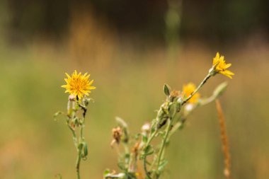 Ormanda güzel çiçekler