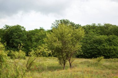 Ormanın güzel manzarası