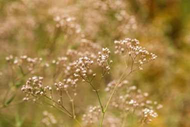 Yeşil arka planda yabani çiçekler
