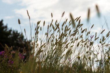 Arka planda çiçekler olan yeşil çimlerin dikey yakın çekimi