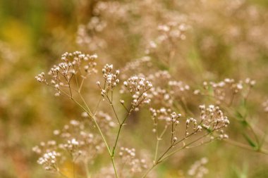 Bahçedeki bir çiçeğe yaklaş