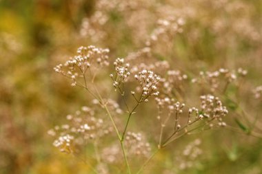 Beyaz çiçekli yabani otlar