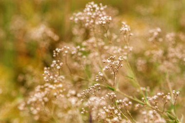 Güzel çiçeklerin yakın manzarası