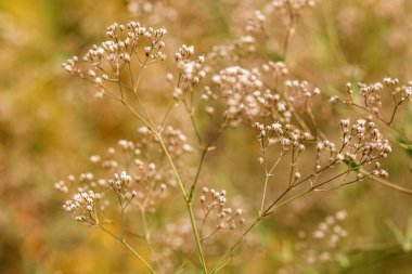 Bahçedeki beyaz çiçeğe yaklaş.
