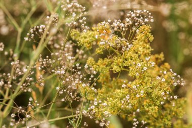 Bahçedeki güzel beyaz çiçekler