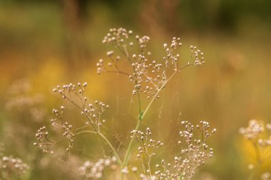 Tarladaki güzel çiçekler