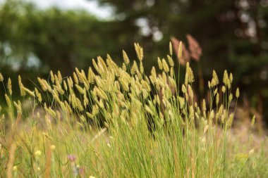 Bulanık bir arkaplanda yeşil bir çimenin üzerini kapat