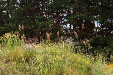 Tarladaki güzel çiçekler