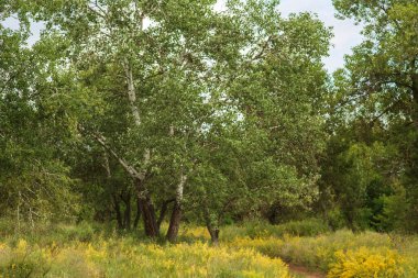 Tarlanın ortasında bir ormanın güzel bir görüntüsü.