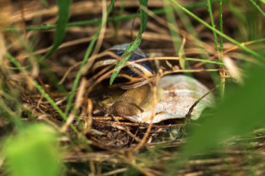 Vahşi doğadaki küçük sarı kertenkele. yüksek kaliteli fotoğraf