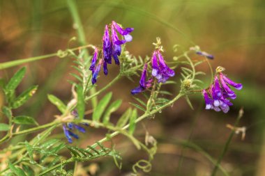 Bahçede mor çiçekler