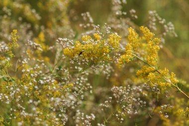 doğada sarı çiçek