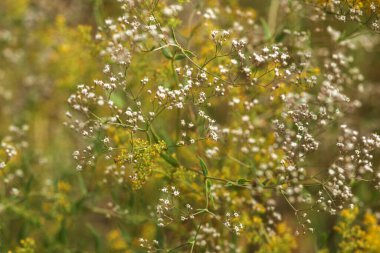 Yeşil arka planda beyaz çiçekler