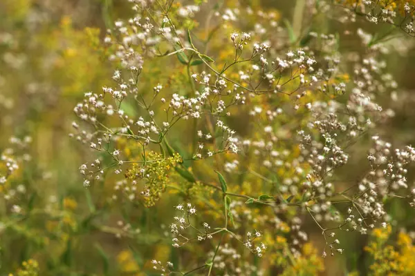 Yeşil arka planda beyaz çiçekler