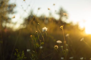 Altın Gün batımı Göle Yansıtılıyor