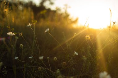 Altın Gün batımı Göle Yansıtılıyor