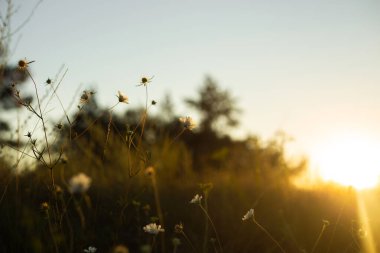 Altın Gün batımı Göle Yansıtılıyor
