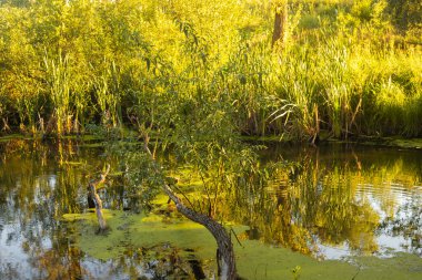 Altın Gün batımı Göle Yansıtılıyor