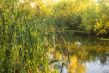 Altın Gün batımı Göle Yansıtılıyor