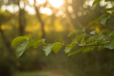 Altın Gün batımı Göle Yansıtılıyor