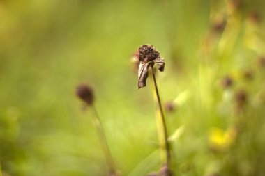 Altın Gün batımı Göle Yansıtılıyor