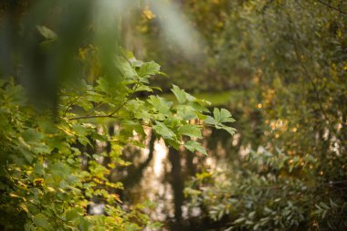 Altın Gün batımı Göle Yansıtılıyor