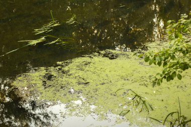 Altın Gün batımı Göle Yansıtılıyor