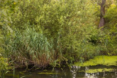 Altın Gün batımı Göle Yansıtılıyor