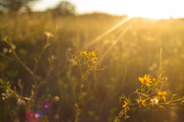 Altın Gün batımı Göle Yansıtılıyor