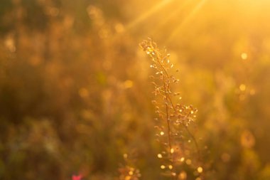 Altın Gün batımı Göle Yansıtılıyor