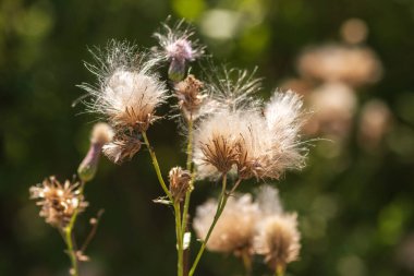 Yeşil Çimen ve Mavi Gökyüzü ile Yaz Gölü Manzarası
