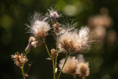 Yeşil Çimen ve Mavi Gökyüzü ile Yaz Gölü Manzarası