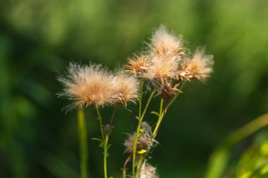 Yeşil Çimen ve Mavi Gökyüzü ile Yaz Gölü Manzarası