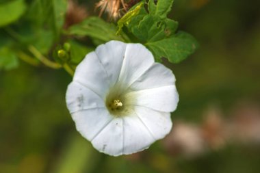 Yeşil Çimen ve Mavi Gökyüzü ile Yaz Gölü Manzarası