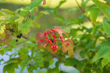 Yeşil Çimen ve Mavi Gökyüzü ile Yaz Gölü Manzarası